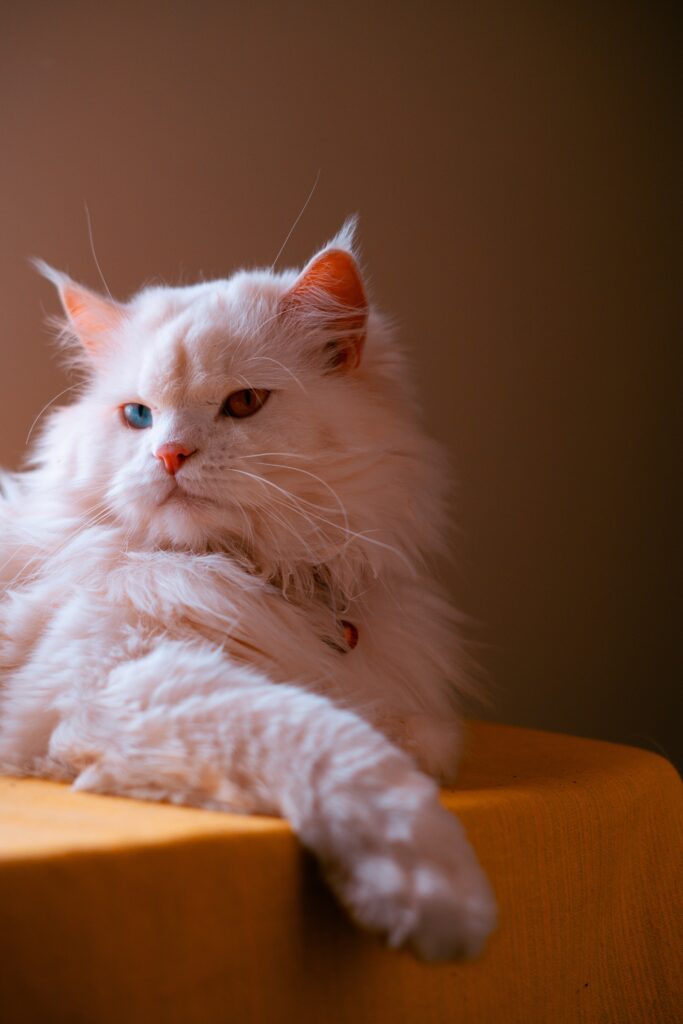 A fluffy white cat with different colored eyes—one blue and one brown—relaxes on a yellow surface. Its long fur and relaxed posture are highlighted by a warm, soft light coming from the side.
